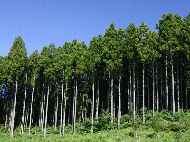 �������Ƃ������Ԃ���Ă鍑�Y�؍ށ@�Z��ł悵�S�L���ȁ@�؂̏Z�܂��@���Ђ̎d���́@���ׂĂȂ�ڂ̐��E�@�ڕW8������!!